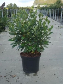 Appelbes (Aronia Melanocarpa) -Planten Verkoopwinkel 20130214100812 8 4 4