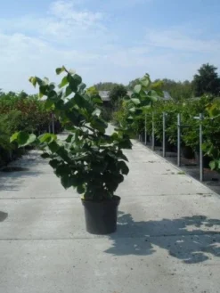 Chinese Judasboom (Cercis Chinensis 'Avondale') -Planten Verkoopwinkel 20130214102822 5