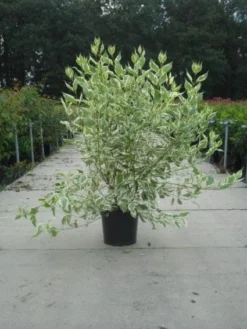 Bonte Kornoelje (Cornus Alba 'Elegantissima') -Planten Verkoopwinkel 20130214103242 3