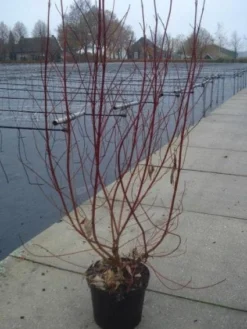 Bonte Kornoelje (Cornus Alba 'Elegantissima') -Planten Verkoopwinkel 20130214103250 3