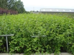 Kornoelje (Cornus Alba 'Sibirica') -Planten Verkoopwinkel 20130214103528 6