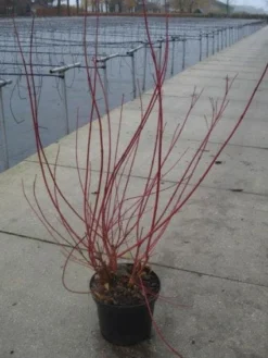 Kornoelje (Cornus Alba 'Sibirica') 10 Kornoelje (Cornus Alba 'Sibirica') -Planten Verkoopwinkel 20130214103537 6 1
