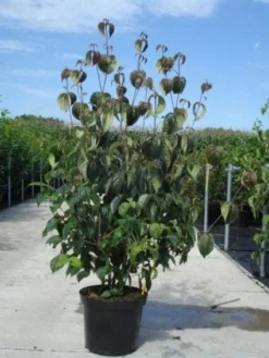 Kornoelje (Cornus Kousa 'China Girl') -Planten Verkoopwinkel 20130214104328 8 1