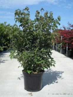 Japanse Kornoelje (Cornus Kousa) -Planten Verkoopwinkel 20130214105009 24 12 12 1