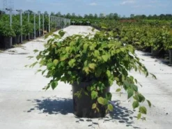 Schijnhazelaar (Corylopsis Pauciflora)