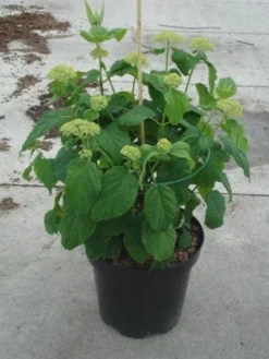 Hortensia (Hydrangea 'Strong Annabelle') -Planten Verkoopwinkel 20130214115328 1
