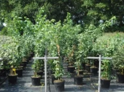 Gouden Regen, Struik (Laburnum Watereri 'Vossii') -Planten Verkoopwinkel 20130214134430 4