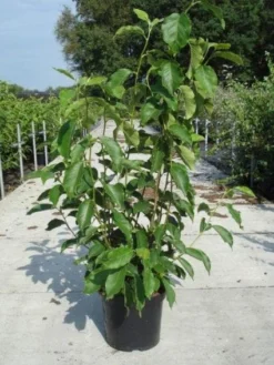 Beverboom (Magnolia Soulangeana) -Planten Verkoopwinkel 20130214140530 10 1