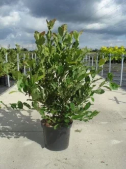 Stermagnolia (Magnolia Stellata) -Planten Verkoopwinkel 20130214142333 13 1