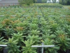 Mahoniestruik (Mahonia Media 'Winter Sun') -Planten Verkoopwinkel 20130214142529 11 1