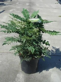 Mahoniestruik (Mahonia Media 'Winter Sun') -Planten Verkoopwinkel 20130214142545 11 1