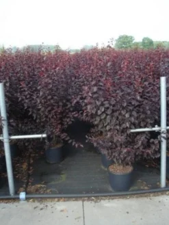 Rode Kerspruim Als Struik (Prunus Cerasifera 'Nigra') -Planten Verkoopwinkel 20130214152249 8