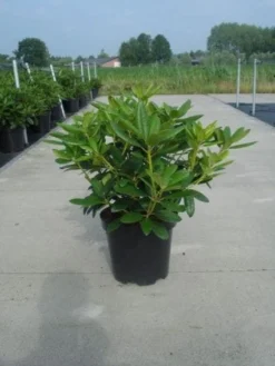 Rhododendron (Rhododendron Catawbiense 'Grandiflorum') -Planten Verkoopwinkel 20130214153505 13 1