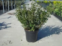 Dwerg Sering (Syringa Meyeri 'Palibin') -Planten Verkoopwinkel 20130214162629 6 1