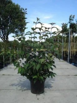 Sneeuwbal (Viburnum Bodnantense 'Dawn') -Planten Verkoopwinkel 20130215094907 35 7