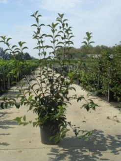 Sneeuwbal (Viburnum Bodnantense 'Charles Lamont') -Planten Verkoopwinkel 20130215095158 4