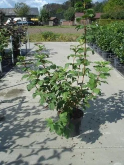 Sneeuwbal (Viburnum Opulus 'Roseum') -Planten Verkoopwinkel 20130215100016 9 1