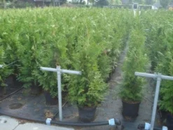 Reuzenlevensboom (Thuja Plicata 'Excelsa') -Planten Verkoopwinkel 20130215102918 9