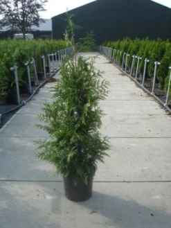 Reuzenlevensboom (Thuja Plicata 'Excelsa') -Planten Verkoopwinkel 20130215102927 9