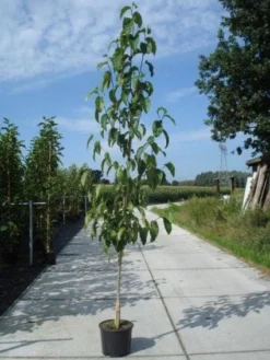 Beverboom (Magnolia Kobus) -Planten Verkoopwinkel 20130215115408 19