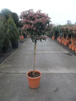 Sneeuwbal Op Stam (Viburnum Tinus 'Eve Price') -Planten Verkoopwinkel 20130316135206 4