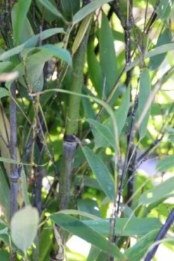 Bamboe (Phyllostachys Nigra) -Planten Verkoopwinkel 20130906145730 13