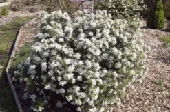 Choisya (Choisya Ternata 'White Dazzler') -Planten Verkoopwinkel 20131023135706 1