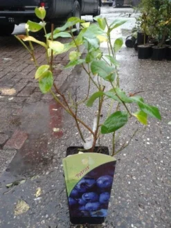 Blauwe Bes (Vaccinium Corymbosum 'Patriot')