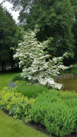 Kornoelje (Cornus Kousa 'China Girl') -Planten Verkoopwinkel 20160612 161445 resized 1