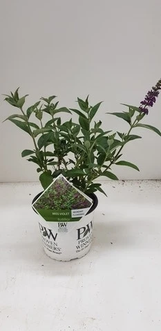 Vlinderstruik (Buddleja Davidii 'Miss Violet')