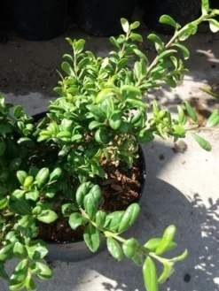 Japanse Hulst (Ilex Crenata 'Green Lustre) -Planten Verkoopwinkel 20190620 155833