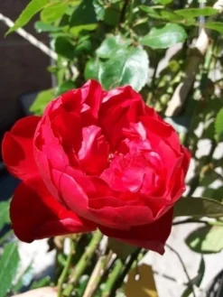 Klimroos (Rosa 'Amadeus') -Planten Verkoopwinkel 20190629 130707 1