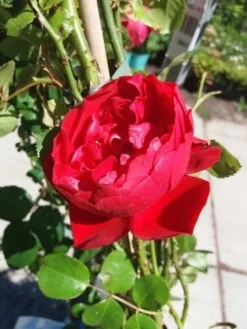 Klimroos (Rosa 'Amadeus') -Planten Verkoopwinkel 20190629 130841