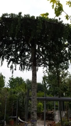 Ceder Als Dakboom (Cedrus Deodara 'Pendula') -Planten Verkoopwinkel 20190712 120955