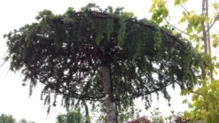 Ceder Als Dakboom (Cedrus Deodara 'Pendula') -Planten Verkoopwinkel 20190712 121003