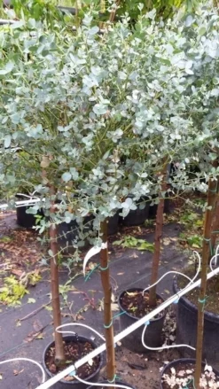 Eucalyptus Op Stam (Eucalyptus Gunnii) -Planten Verkoopwinkel 20190712 152539