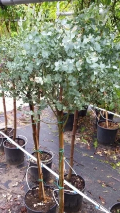 Eucalyptus Op Stam (Eucalyptus Gunnii) -Planten Verkoopwinkel 20190712 152604