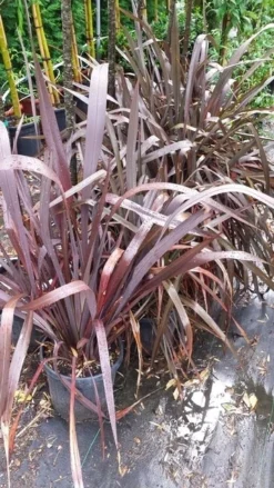 Nieuw Zeelands Vlas (Phormium Tenax 'Purpureum') -Planten Verkoopwinkel 20190712 152646
