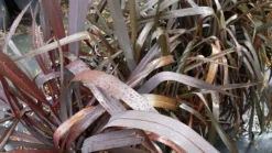 Nieuw Zeelands Vlas (Phormium Tenax 'Purpureum') -Planten Verkoopwinkel 20190712 152706