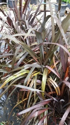 Nieuw Zeelands Vlas (Phormium Tenax 'Purpureum') -Planten Verkoopwinkel 20190712 152733