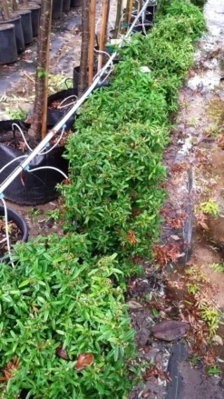 Vuurdoorn Als Bol (Pyracantha 'Navaho') -Planten Verkoopwinkel 20190712 153510