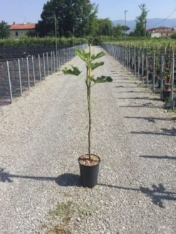 Vijg Op Stam (Ficus Carica 'Violet Dauphine')