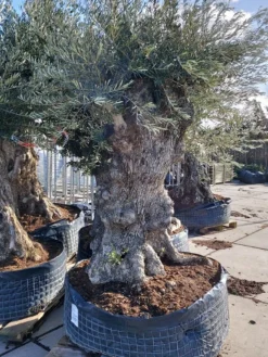 Grote Olijfboom (Olea Europaea) -Planten Verkoopwinkel 20220217 110431