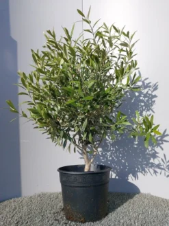 Olijf Als Struik (Olea Europaea) -Planten Verkoopwinkel 20220223 132146