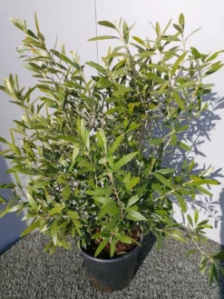 Olijf Als Struik (Olea Europaea) -Planten Verkoopwinkel 20220223 132223