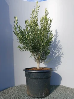 Olijf Als Struik (Olea Europaea) -Planten Verkoopwinkel 20220223 132454