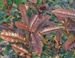 Glansmispel (Photinia Serratifolia ‘Crunchy’) -Planten Verkoopwinkel 21 rec ret photinia crunchy rev100 jardin 11mars14