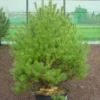 Grove Den (Pinus Sylvestris 'Norwegian')