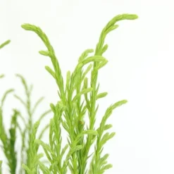 Sikkelden (Cryptomeria Japonica 'Kitayama') -Planten Verkoopwinkel 2887685 v t5