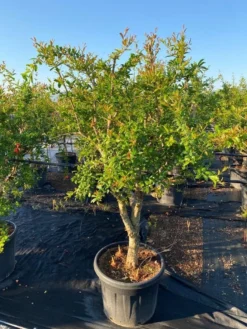 Granaatappel Als Solitair (Punica Granatum) -Planten Verkoopwinkel 2abb39e3 174c 4ec1 a229 9f8a81d17e96